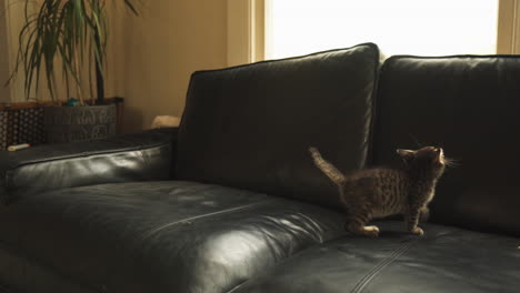 curious tabby kitten jumping on a couch, wide shot