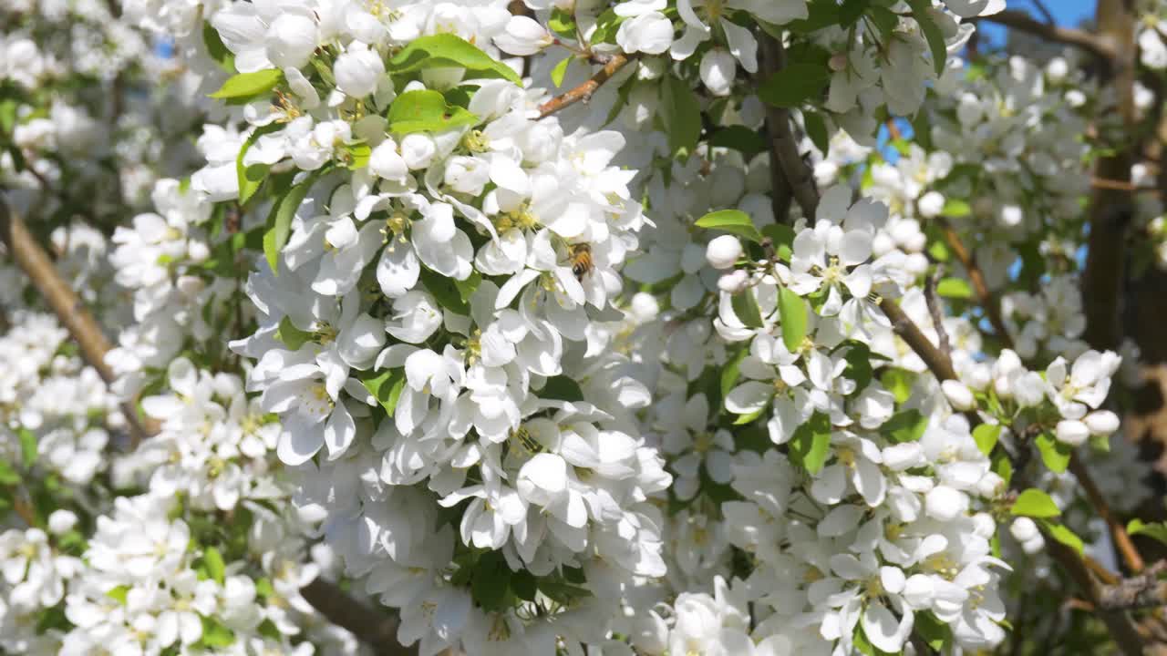 바람이 부는 나무 가지에 꿀벌