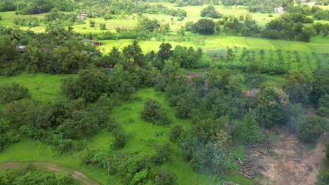 Krematorien,-Denen-Das-Holz-Ausgeht,-In-Hyperzeitrafferansicht-Mit-Drohnen-Im-Wald