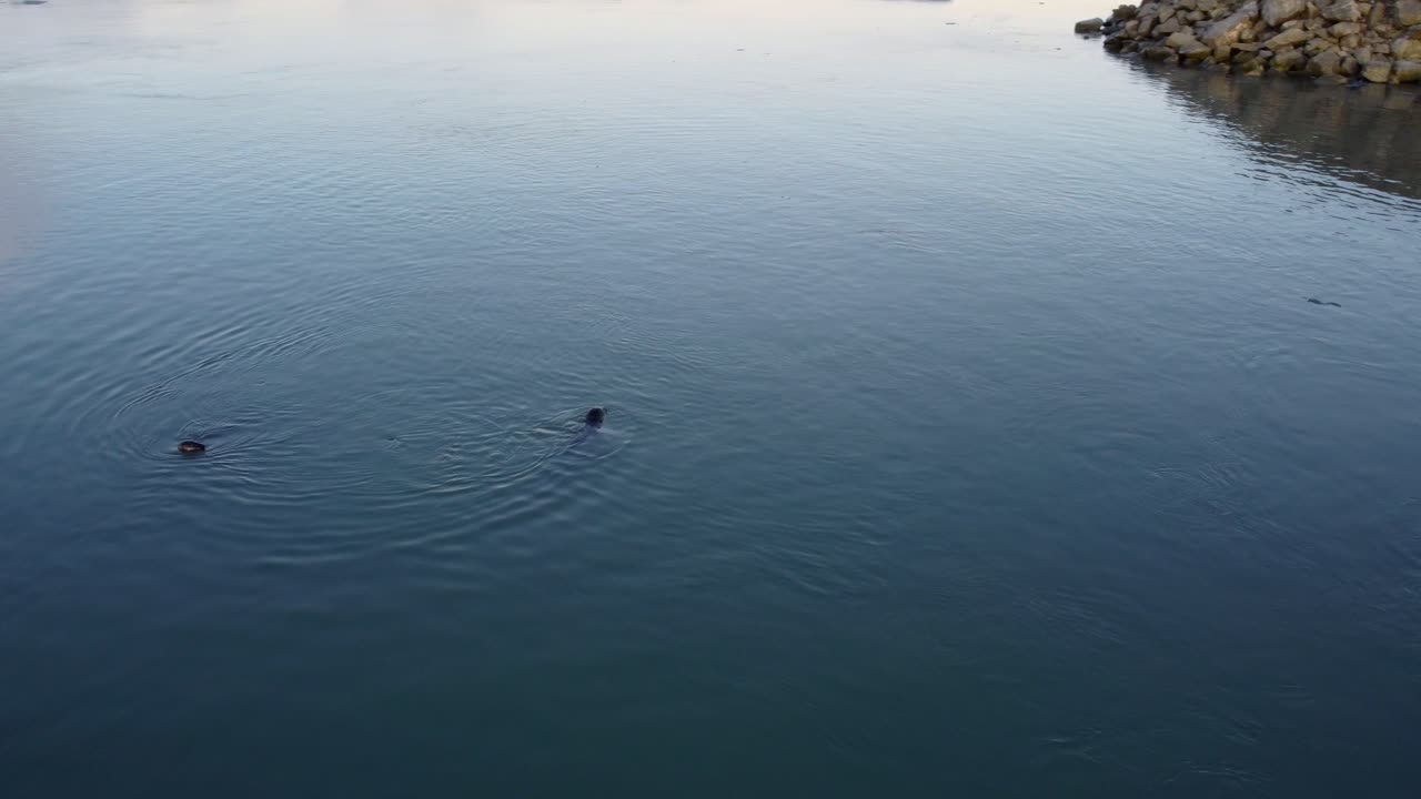 북극 동물의 야생 생활