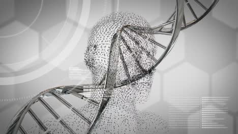 Animation-Eines-Digitalen-Menschlichen-Kopfes-über-Einer-Doppelhelix-Eines-DNA-Strangs,-Der-Auf-Grauem-Hintergrund-Rotiert