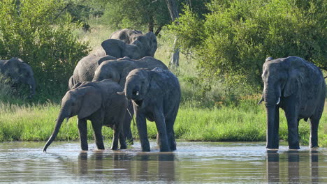 african elephants washing and bathing on the calm river in klaserie private game reserve, south africa