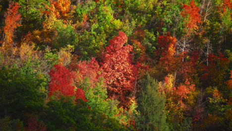 luchtbeeld van bosbomen in herfstkleuren