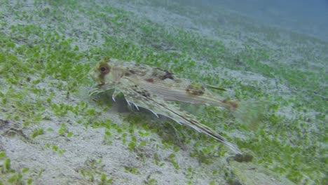 flying gurnard walks over sandy seabed in search for food, accompanied by peacock flounder trying to benefit from the meal