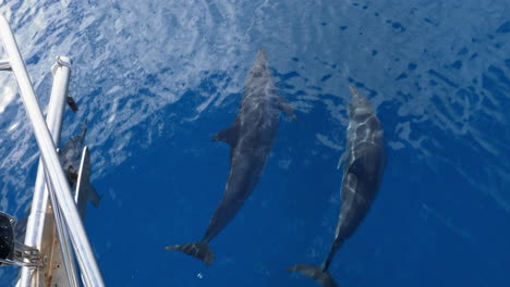 delfines nadando y jugando en la proa del barco en aguas azules tropicales claras, 60fps