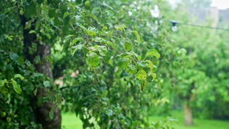 lush garden in gentle rain, fresh greens and calming tranquility
