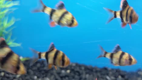 peces con rayas amarillas y negras cruzando la pantalla