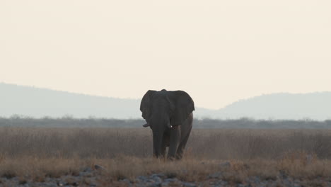 huge african bush elephant ears flapping while walking over savannah