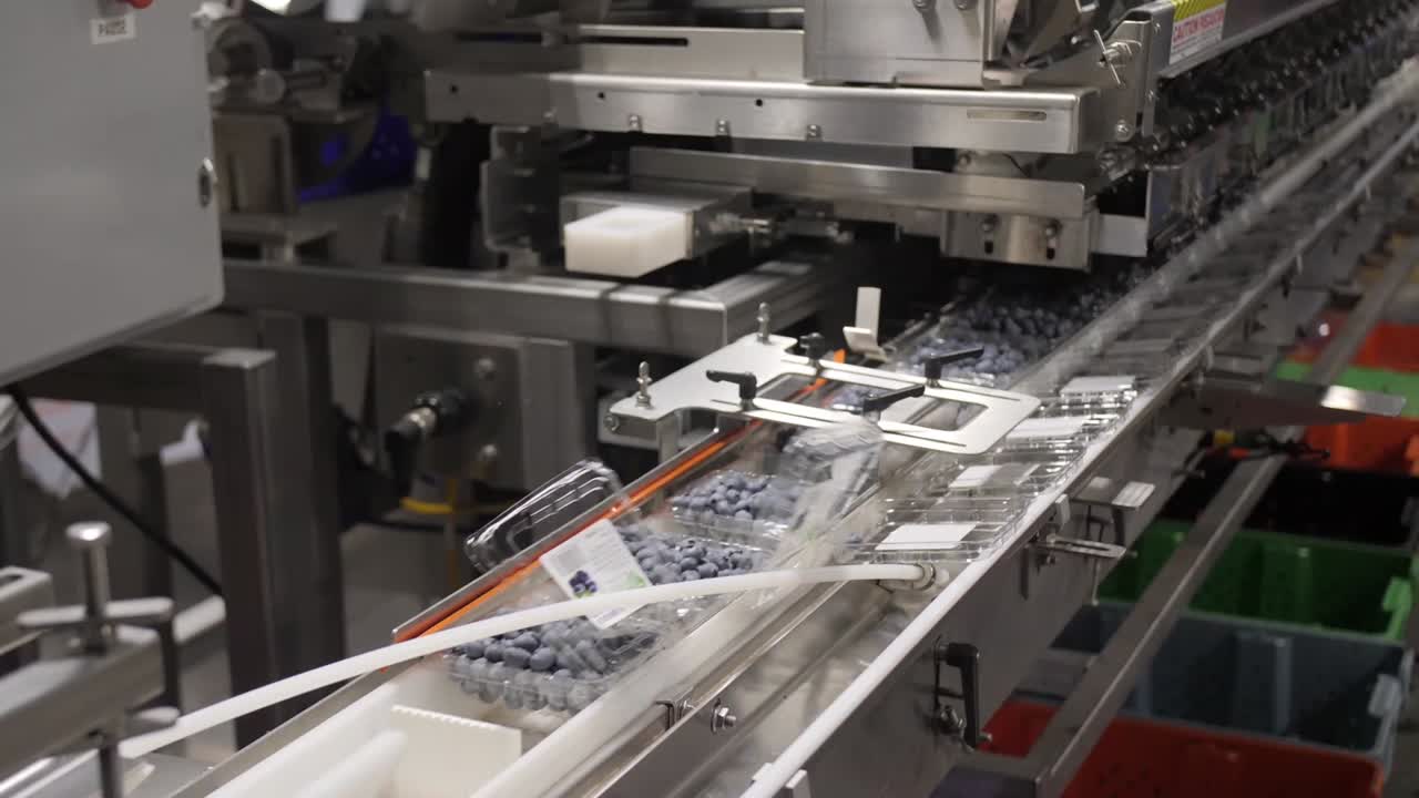 블루베리 가공 및 포장 공장