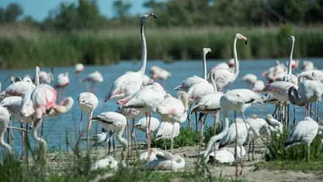 Flamencos-Carmargue-37