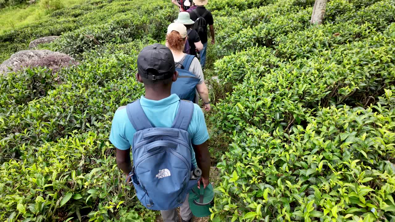 Group of Hikers Walking Through Lush Green Tea Plantation
