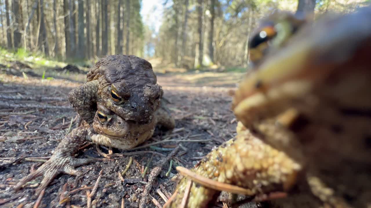 During mating season one male Common Toad (Bufo bufo) tries to tear another male off the back of a female. Estonia.