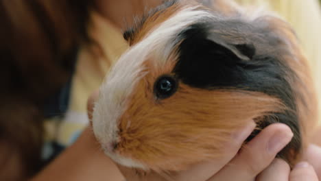 nature girl holding guinea pig at zoo enjoying excursion to wildlife sanctuary student having fun learning about animals 4k