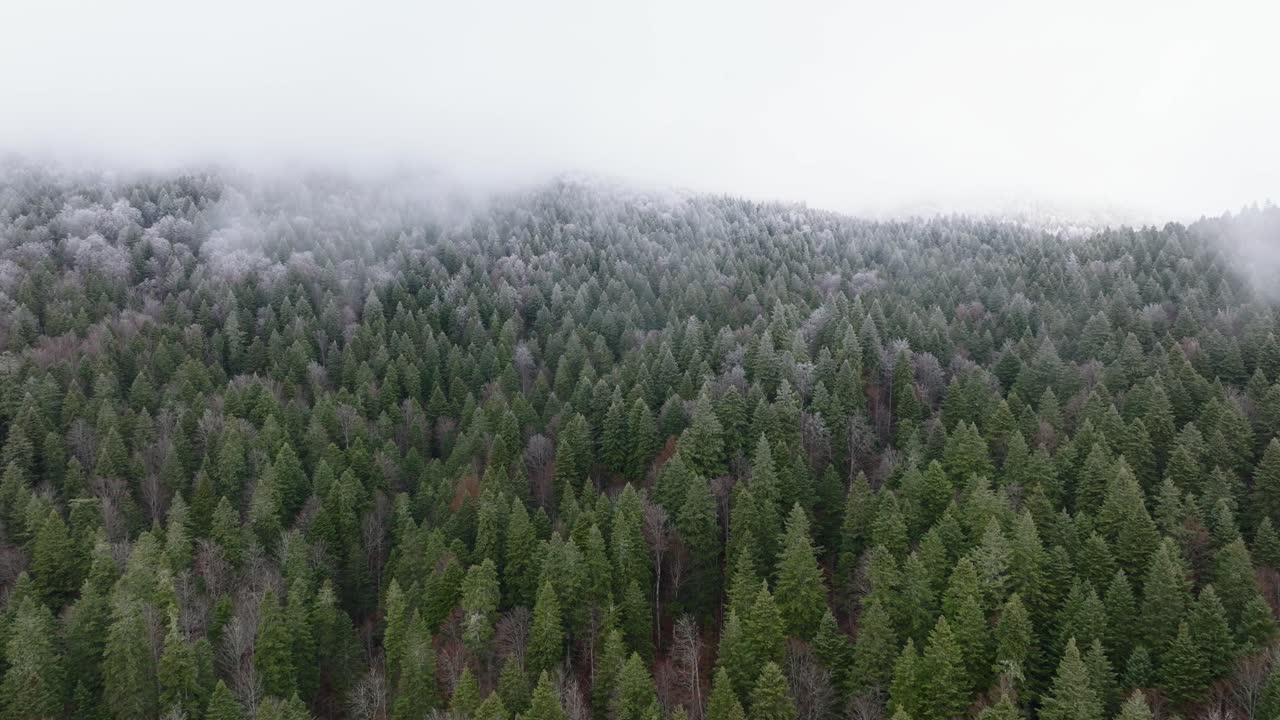 Männyt ja palometsä talvella Bucegi-vuorilla, Romaniassa.