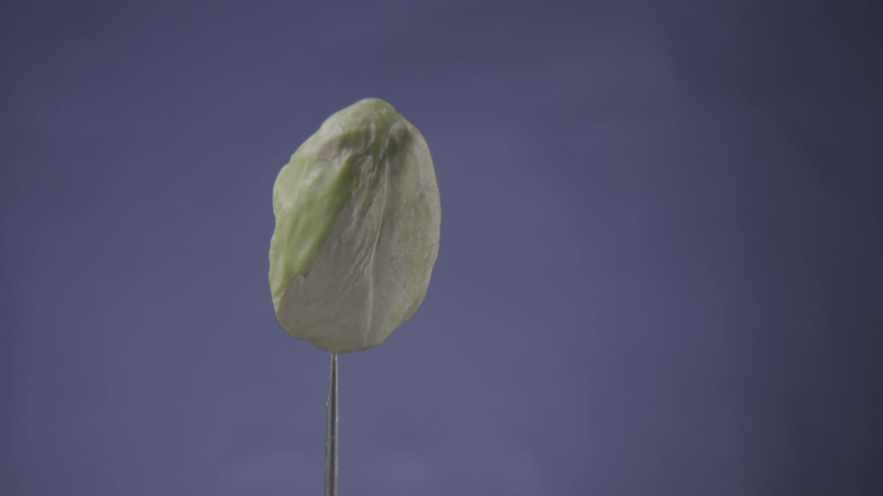 pistacho girando con bucle en la pantalla azul para la llave de croma