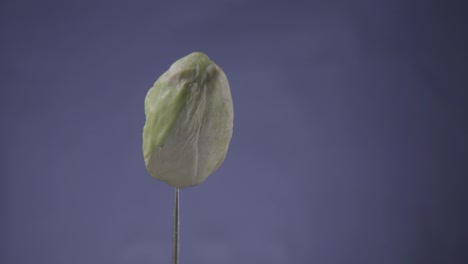 pistachio rotating with loop on blue screen for chroma key