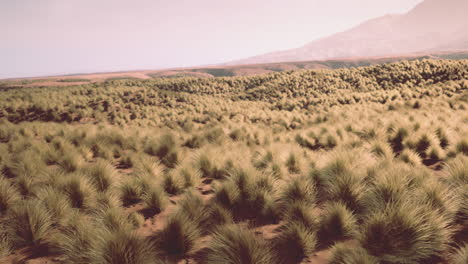 desert grassland landscape with mountains