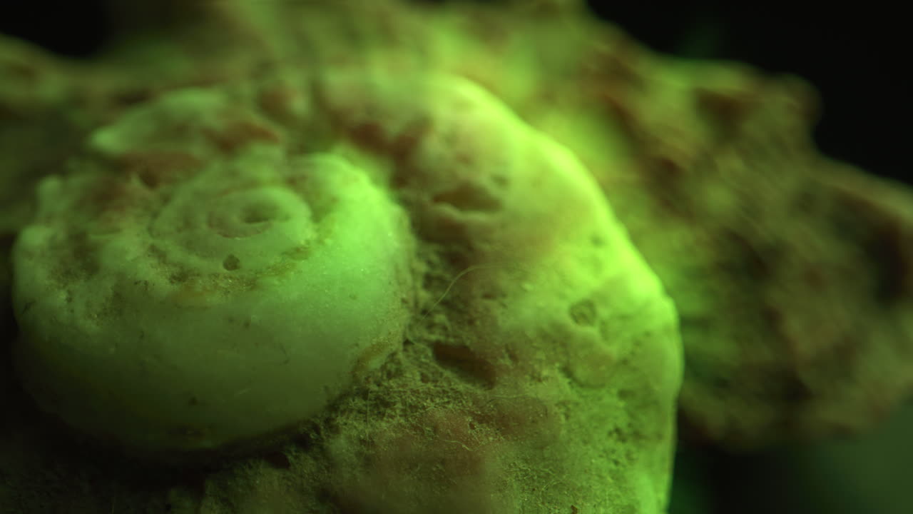 Close-up of a seashell illuminated with green light