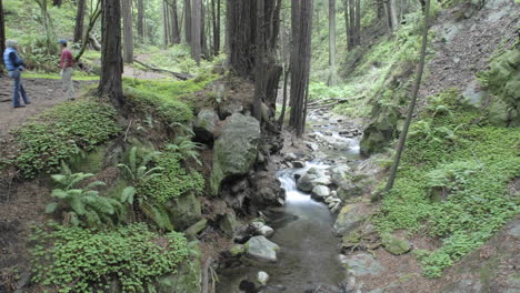 time lapse of people walking in the forest at limekiln state park in big sur california