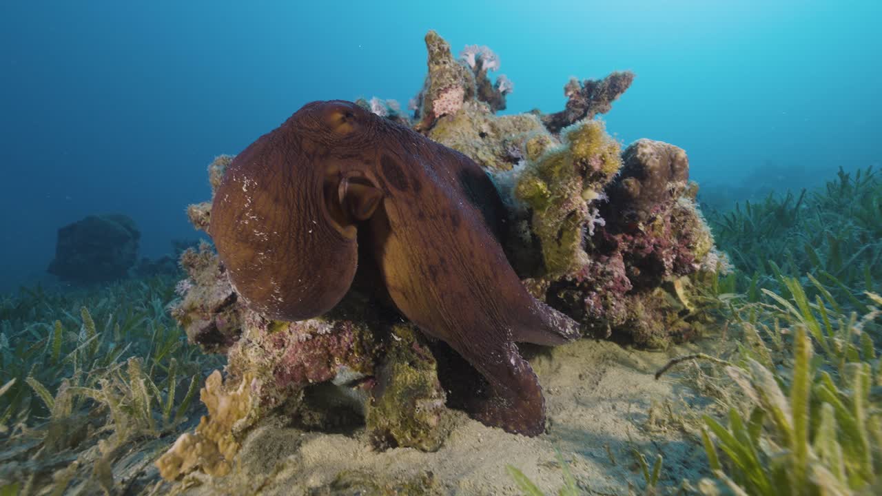 An octopus in action. Red sea.