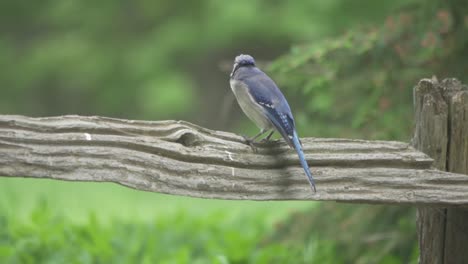 portrait of a isolated blue jay, beautiful songbird of canada and north america