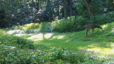 Venado-De-Cola-Blanca-Joven-Con-Cuernos-Pequeños-Caminando-Casualmente-A-Través-De-Un-Sendero-Arreglado-En-El-Bosque-Y-Luego-Pastando-En-La-Hierba-A-Fines-Del-Verano-En-La-Parte-Superior-Del-Medio-Oeste