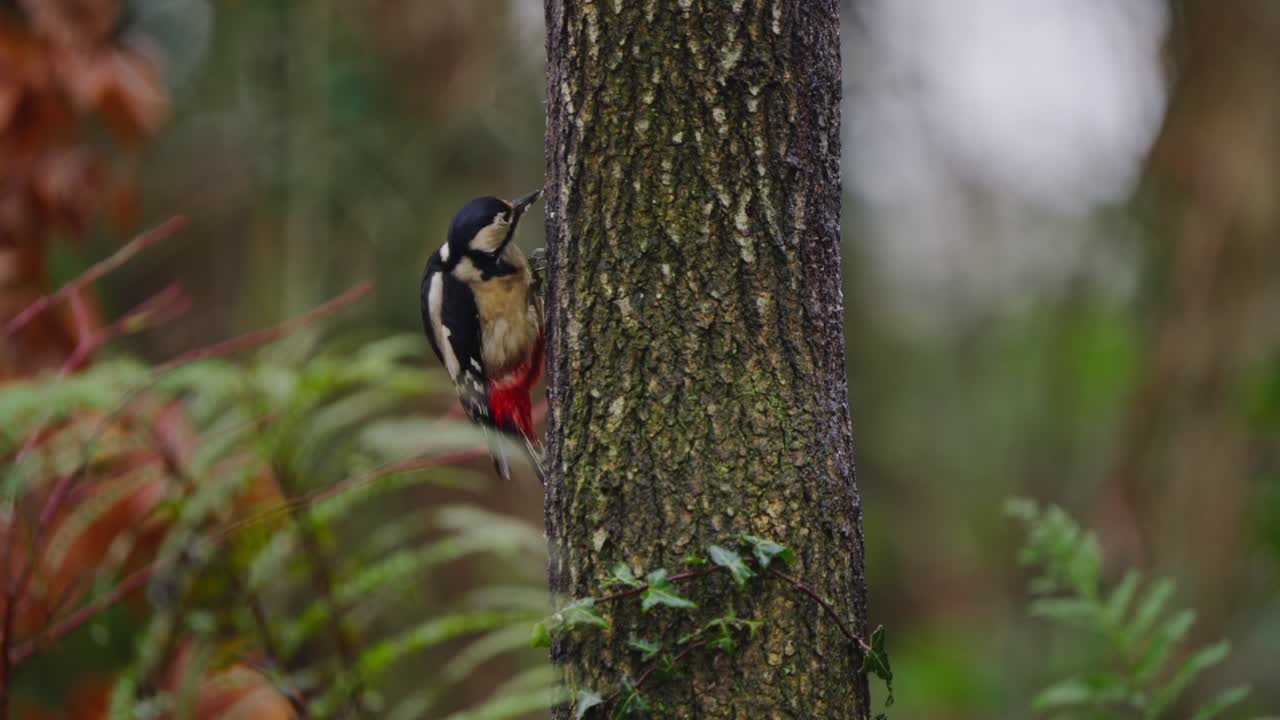 Great spotted woodpecker perched on evergreen branch, red berries in background, soft focus