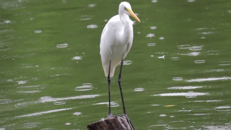 Weiße-Gänse,-Die-Von-Einem-Reiher-Verjagt-Wurden,-Um-Im-Regen-Ihren-Platz-In-Einem-Holzpfahl-In-Einem-Grünen-Teich-Einzunehmen