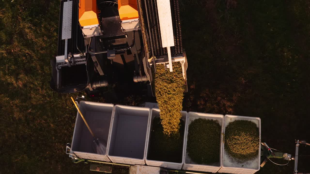 Mechanical grape harvester offloading white wine grapes into bin on trailer