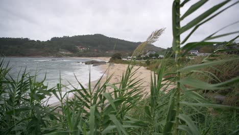 la hierba verde se mueve con el viento en la playa en un día nublado
