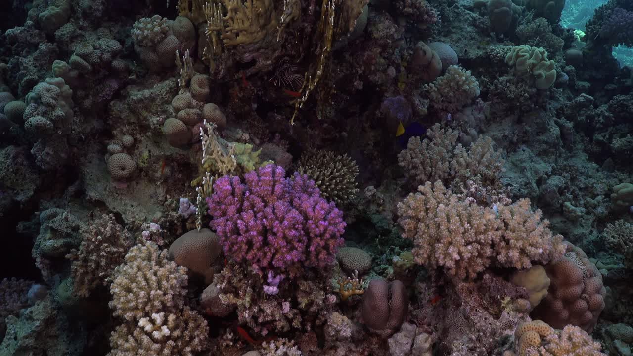 Close up of hard corals on Red Sea coral reef