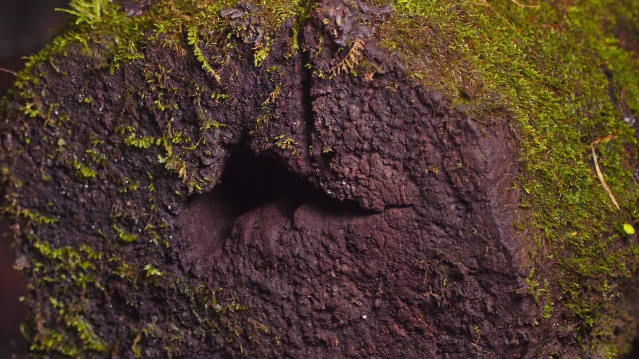 Mossy wooden log in middle of the rain forest with a hole in the middle