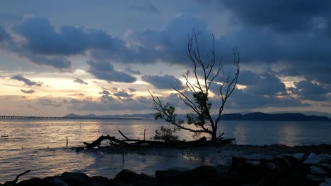 Dead-bare-mangrove-tree-at-sea-coastal.