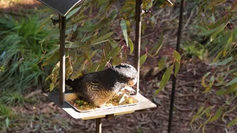 cacahuete comiendo en el alimentador de pájaros en melbourne