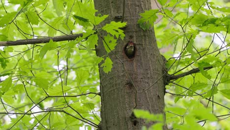 great spotted woodpecker poking head out of nest in tree in woodland