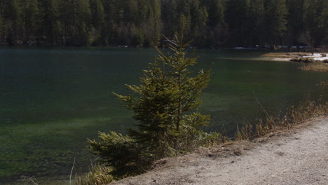 young pine tree growing on the shores of hintersee lake in the berchtesgaden national park, germany. static shot