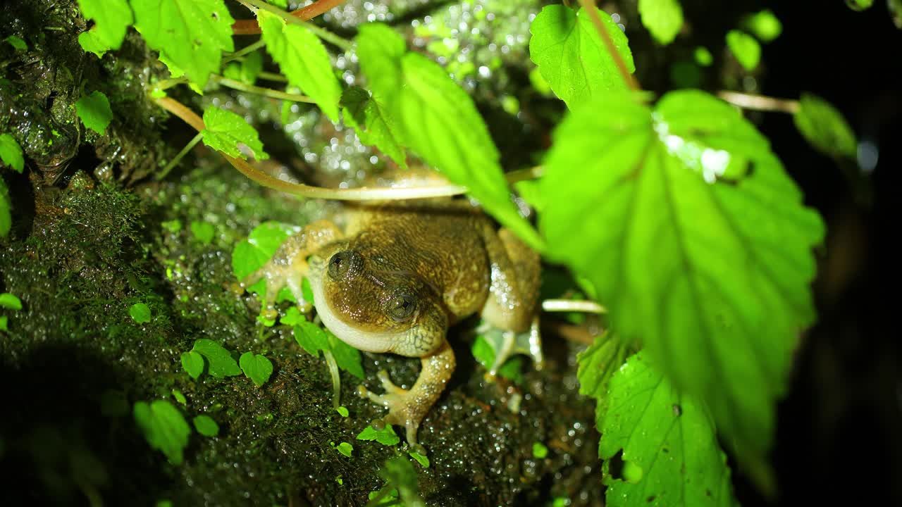 A Wrinkled Frog sits on a moss covered rock , ferns to display its croacking during the night trying to advertise to the females  during the breeding season  in monsoon ,western ghats of India