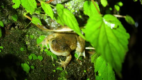 a wrinkled frog sits on a moss covered rock , ferns to display its croacking during the night trying to advertise to the females  during the breeding season  in monsoon ,western ghats of india