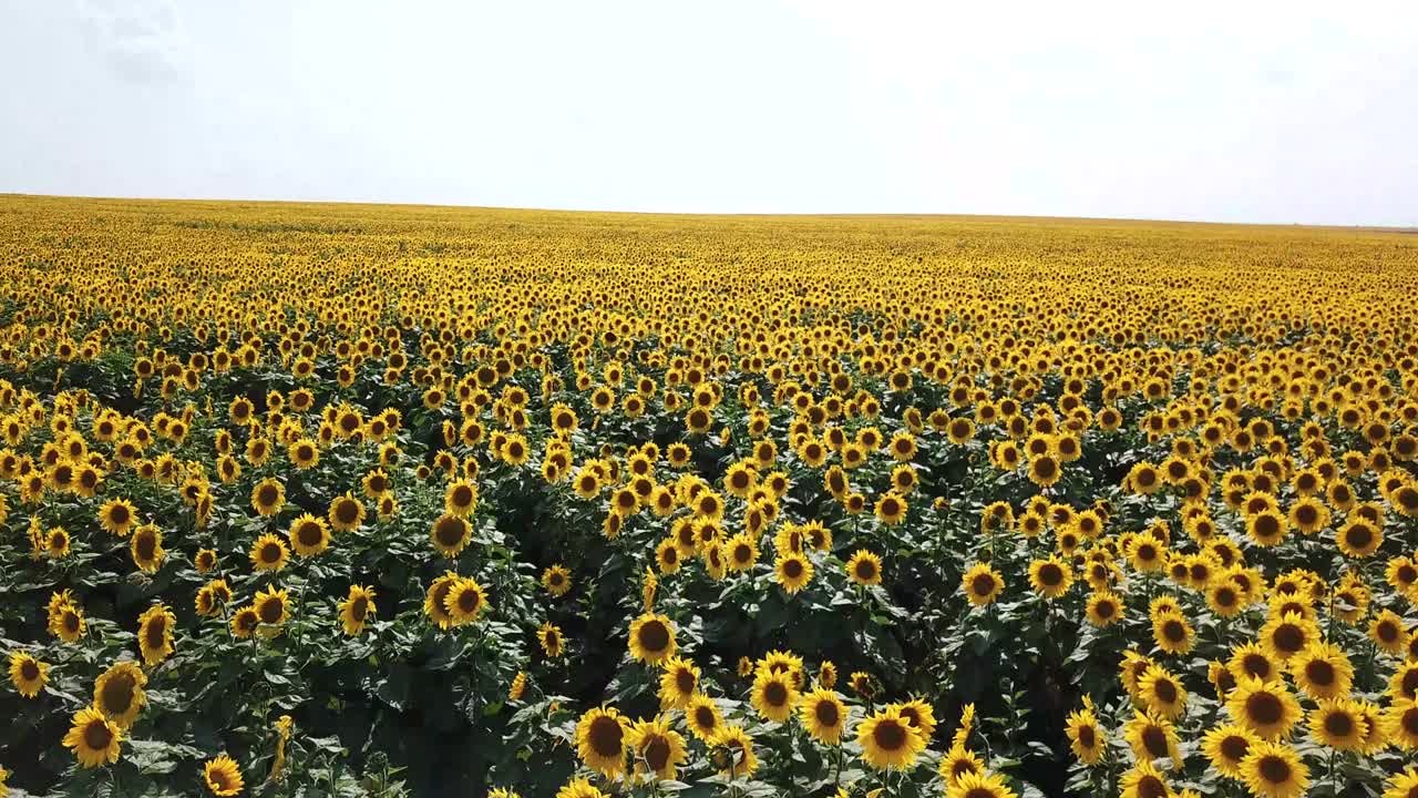 꽃이 피는 해바라기 들판 의 배경 은 해가 지는 곳 이다