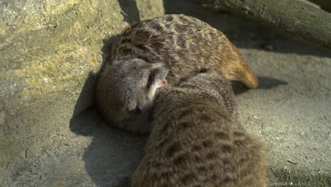 meerkats playing together in slow motion