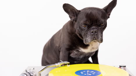 dj bulldog francés con auriculares y tocadiscos