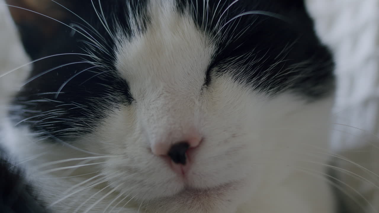 클로즈업 는 고양이 귀여운 애완동물 세부 사항