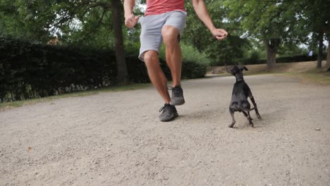 Whippet-dog-jump-over-leg,-slow-motion