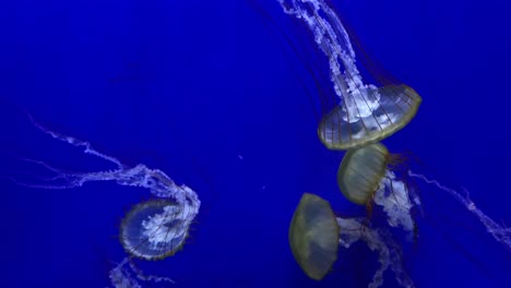 collection of stringy jelly fish floating in a tank, close up