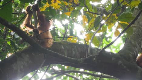 Wild-orangutan-in-Bukit-Lawang,-Sumatra,-Indonesia