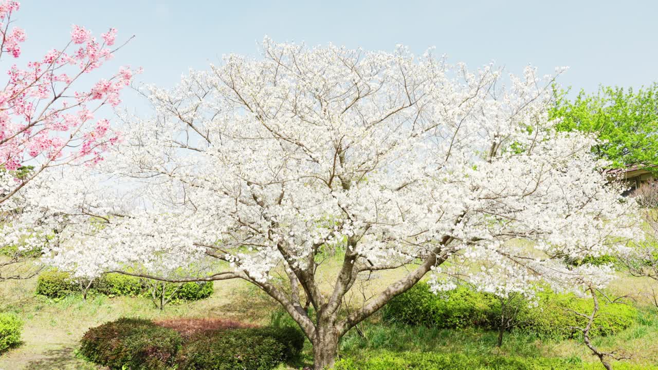 봄에 꽃이 피는 오시마 체리 (oshima cherry)