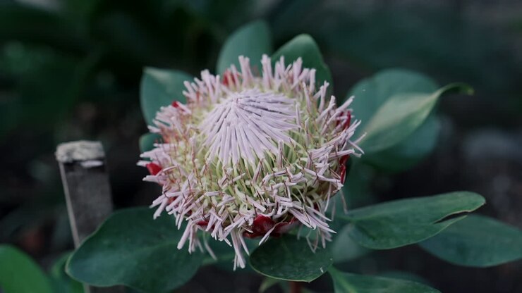 Fiore di Protea unico in un ambiente naturale