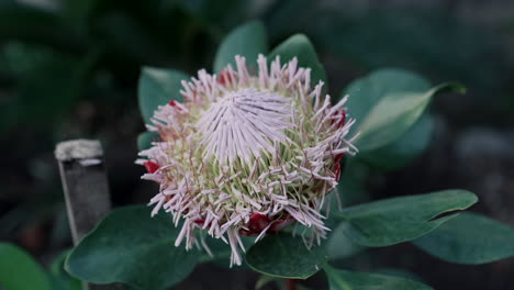 einzigartige protea-blumen in natürlicher umgebung