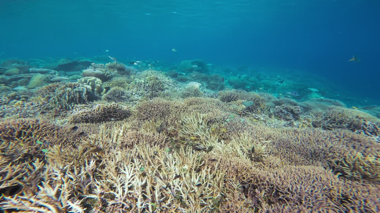 Smooth dive into a deep sea coral reef teeming with marine life and the stunning diversity of corals and fish in clear blue waters of Raja Ampat in Indonesia. Underwater POV Dolly shot.
