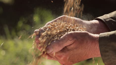 el agricultor inspecciona su cosecha con las manos sosteniendo semillas maduras de trigo.